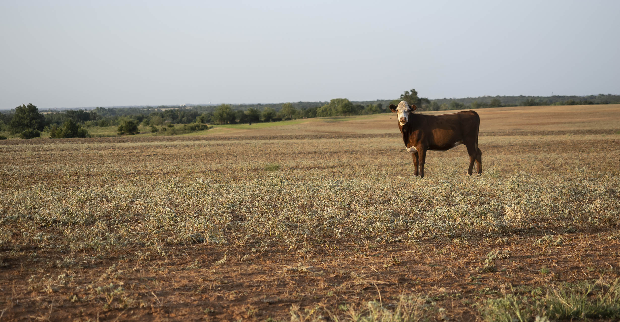 Farmers Face Uncertainty with Summer Crops
