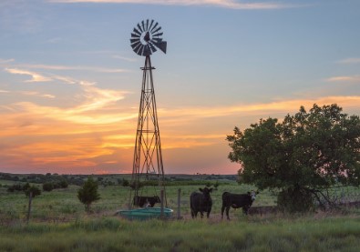 As Older Cows Continue to Be Culled, Recent Rains Lift Spirits at Livestock Action