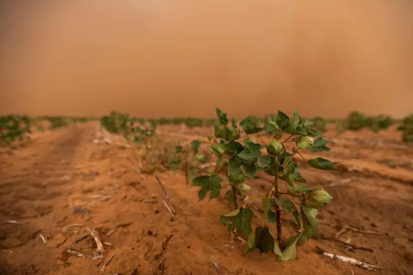 Texas' Cotton Industry is Facing its Worst Harvest in Years - Costing the State More than $2 Billion