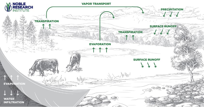 What is the Water Cycle?