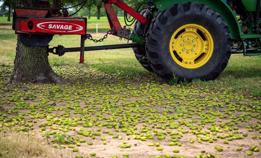 Native Pecan Harvest Field Day is Oct. 13