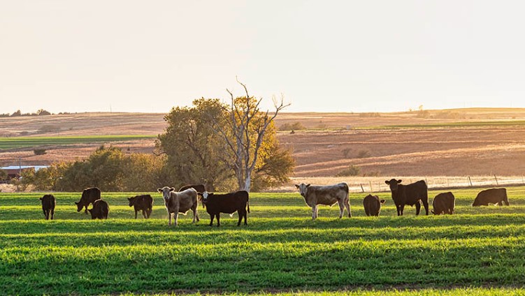OSU Researchers Studying Producer Interest in Crop Insurance