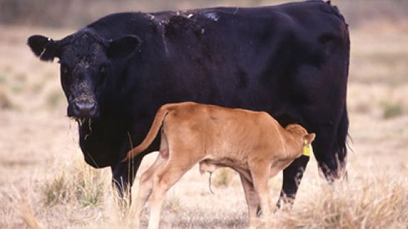 Will it Pay to Retain and Background Calves this Year?