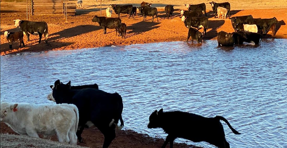 Amy Hagerman Highlights Federal Drought Help for Cattlemen and Lower Pricing for Forage/Water Testing from OSU 