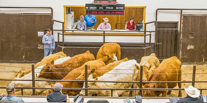 Bob Rodenberger Talks Significant Increase in Culled Cows in 2022 and Waiting for Rain