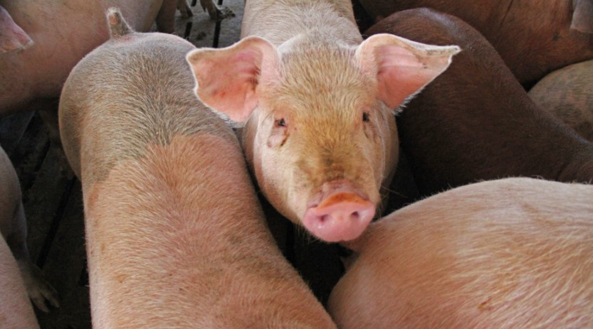 Animal Agriculture Hopeful for a Win as U.S. Supreme Court Looks at California's Proposition 12 