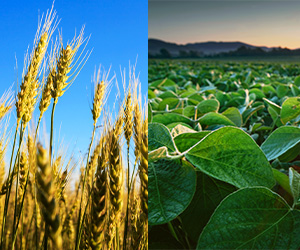 Beyond Herbicide and Raptor Herbicide from BASF Will Now Be Sold as Beyond Xtra