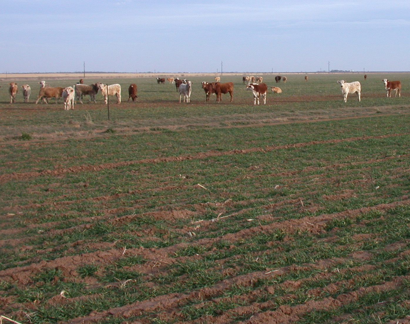 Odds for Significant Wheat Pasture Going Lower Daily in the Southern Plains