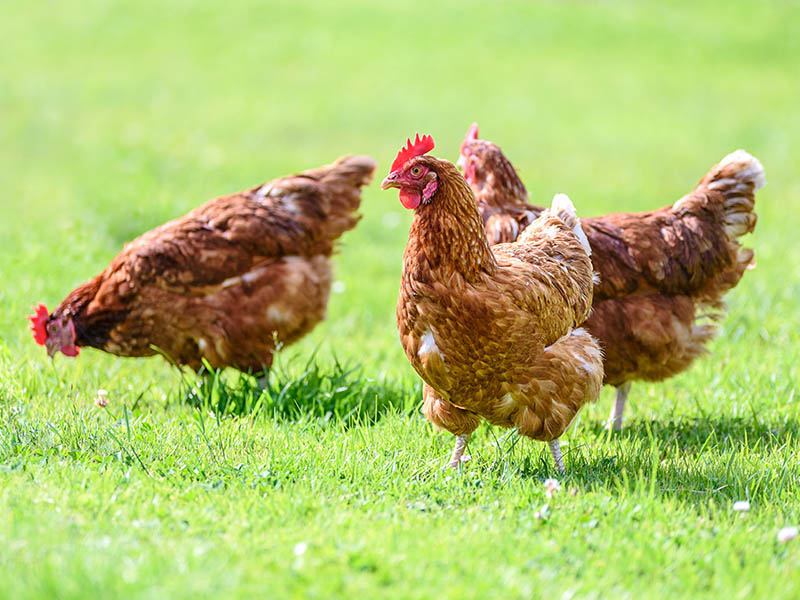 OSU Researcher Studying Gut Bacteria to Improve Disease Resistance in Chickens