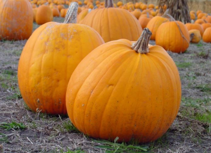 This Halloween Many Thanks to the Great Pumpkin States! 