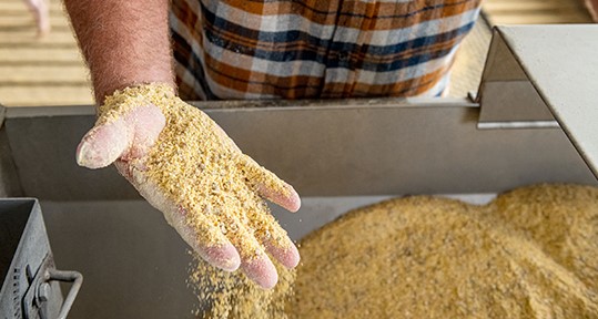 New Research Defines ASFV Stability in Feed Held at Three Storage Temperatures