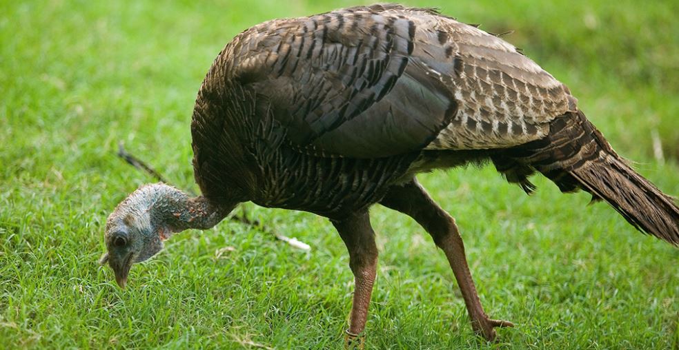 Higher-Priced Turkeys on the Holiday Menu 
