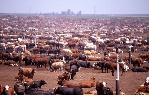 Derrell Peel Talks Latest Cattle on Feed Report- Showing Fewer Cattle on Feed, Lighter Placements and Stronger Marketings.