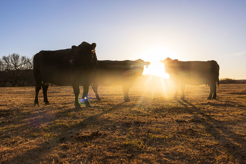 Cattle at Sunset
