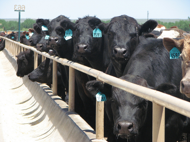 Feedlot Cattle Waiting for Lunch