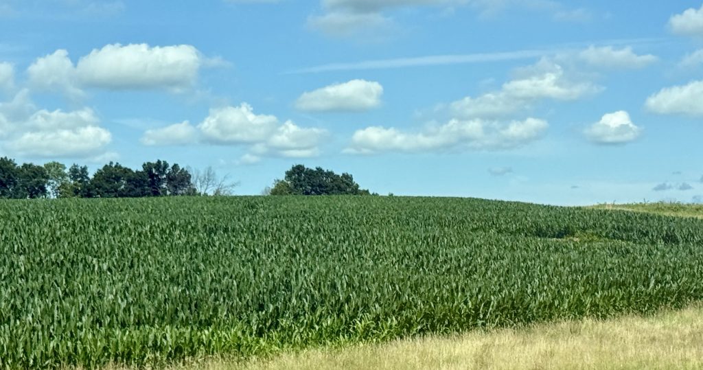 crops
