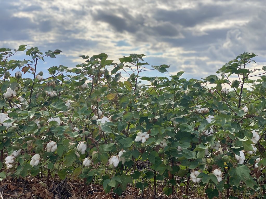 Mature Cotton at daybreak 
