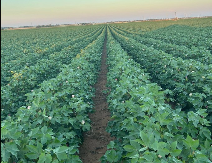 Cotton in field 