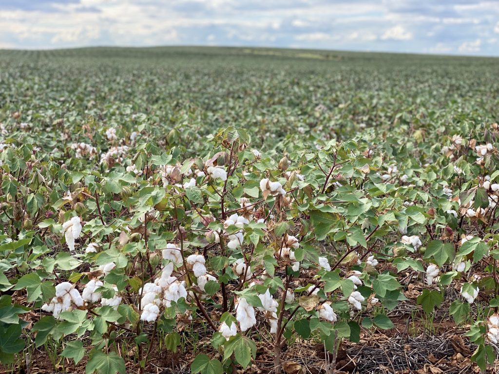 Cotton in the field blooming 