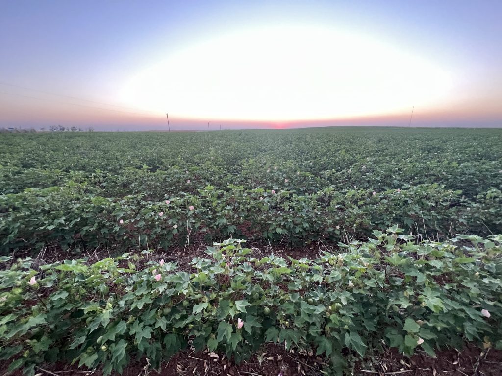 Cotton Field