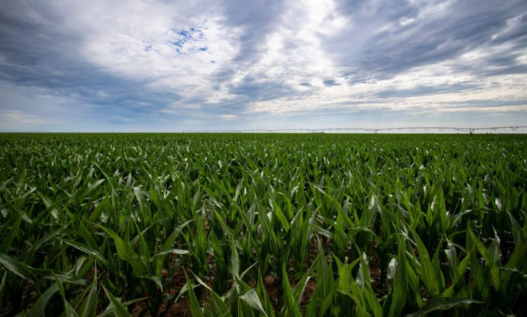 crops in field 