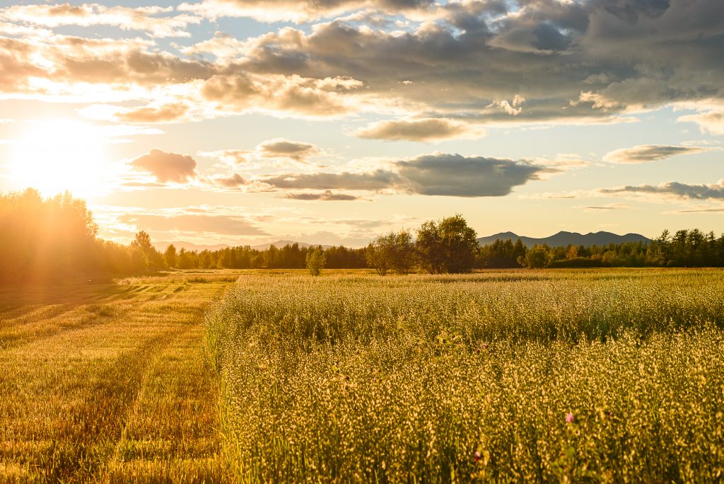 prairie field