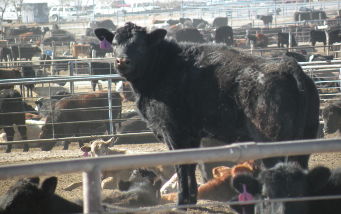 King of the Hill in the Feedlot