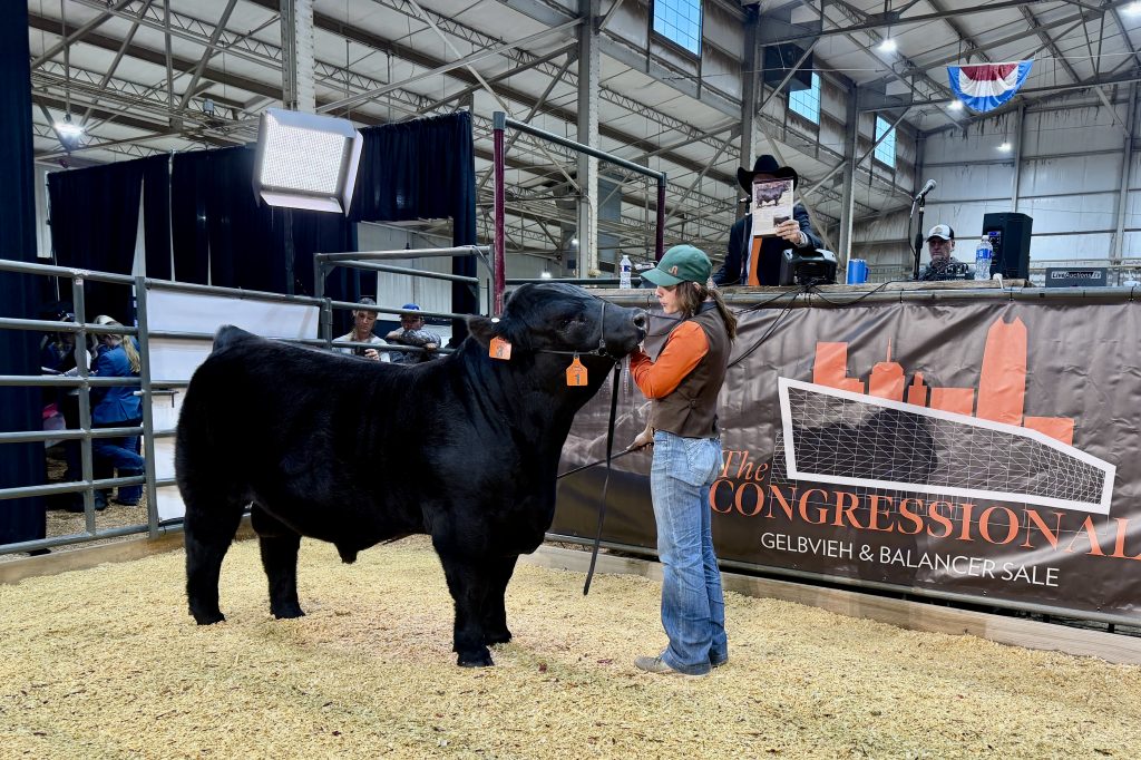 Top Selling Gelbvieh Bull at 2026 Cattlemen's Congress in OKC