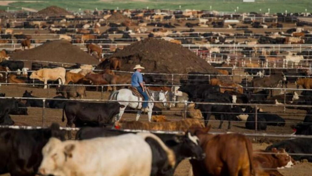 Feedlot in High Plains