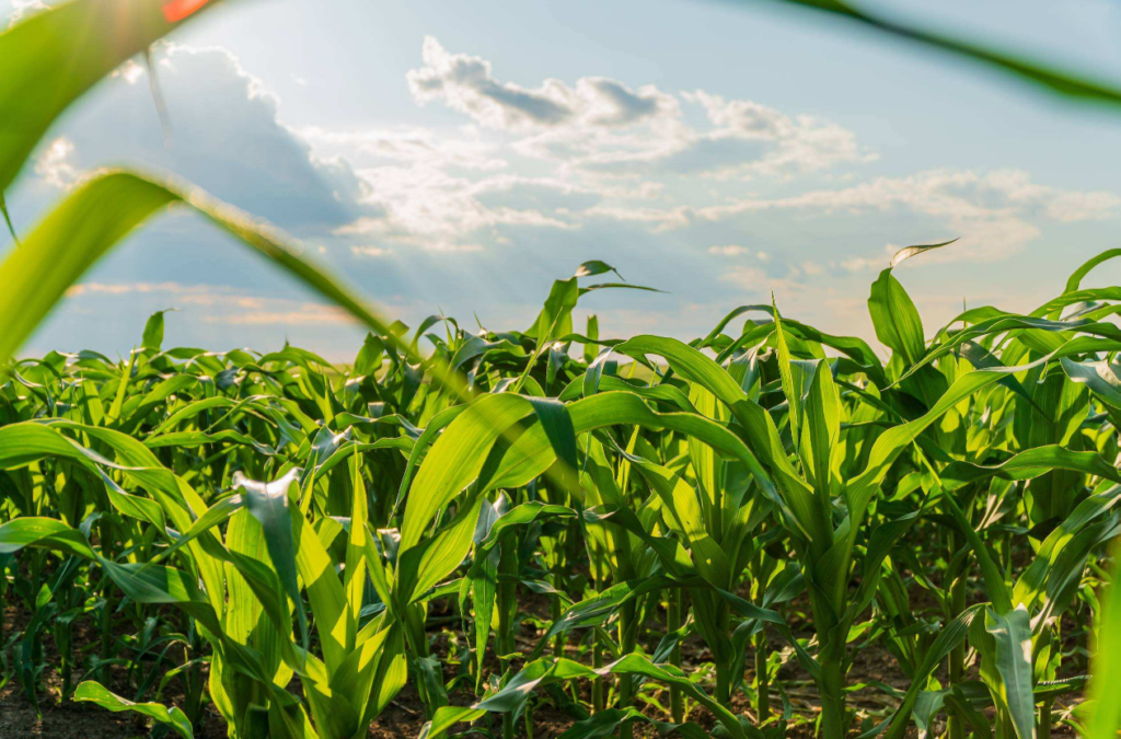 corn field
