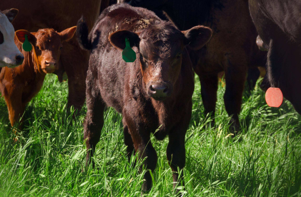 Calf