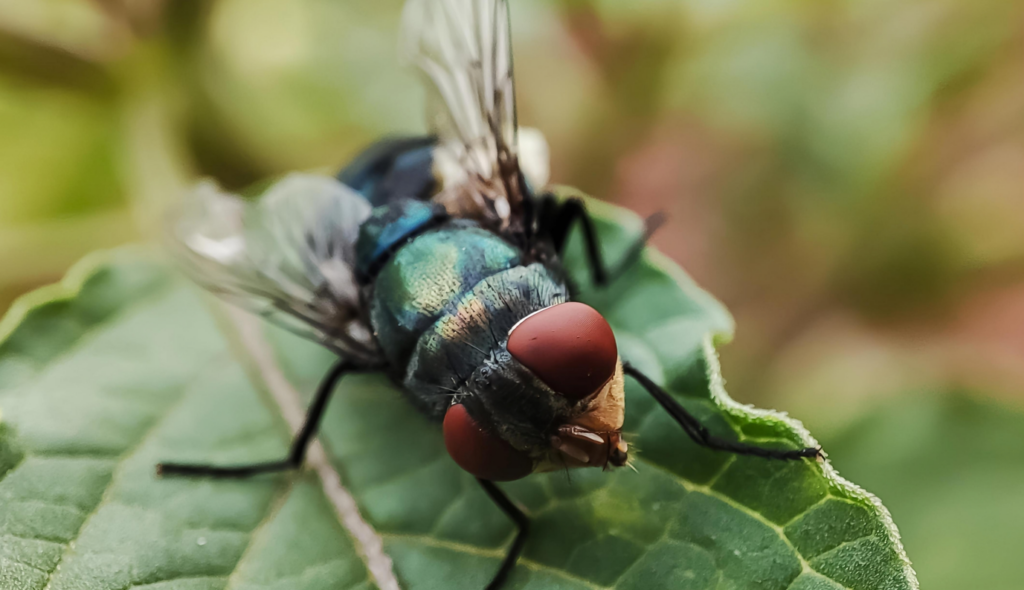 screwworm fly 