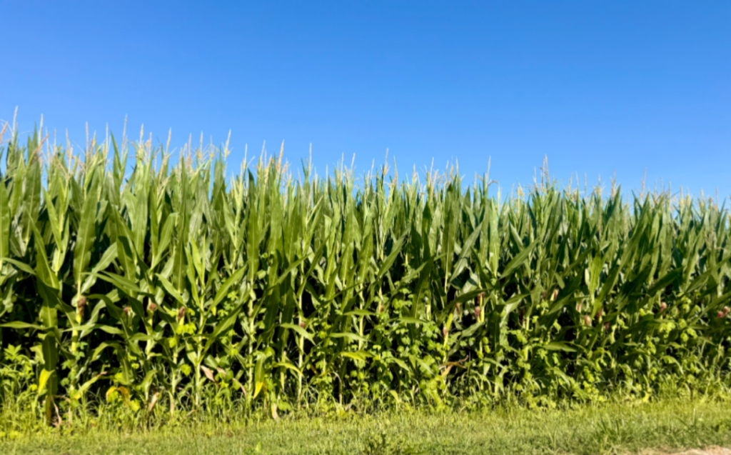 corn field
