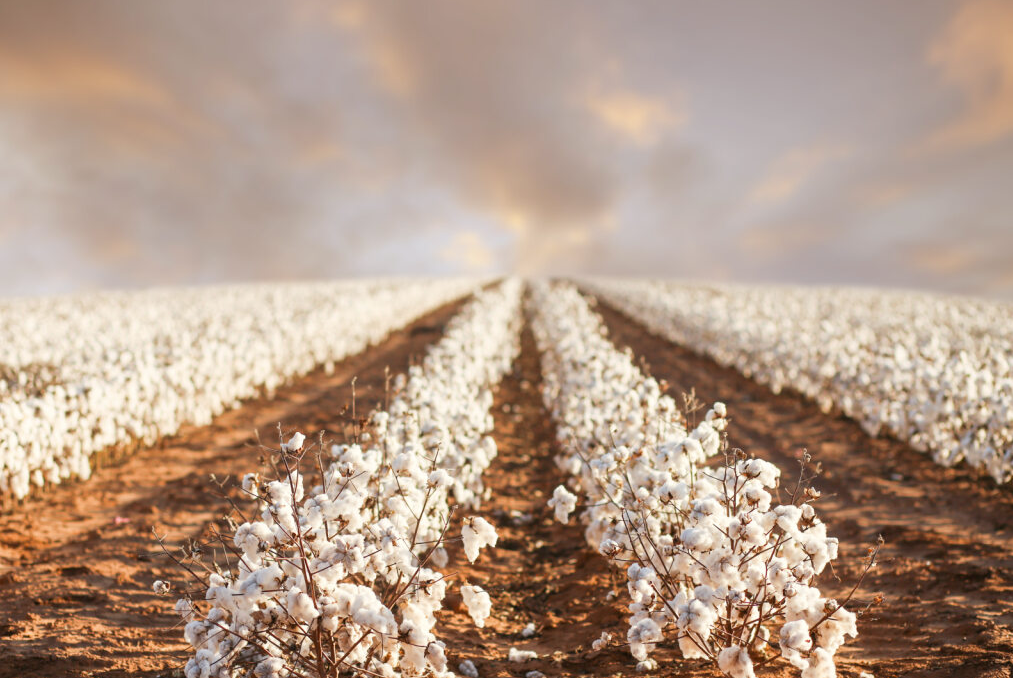 cotton ready to be harvested
