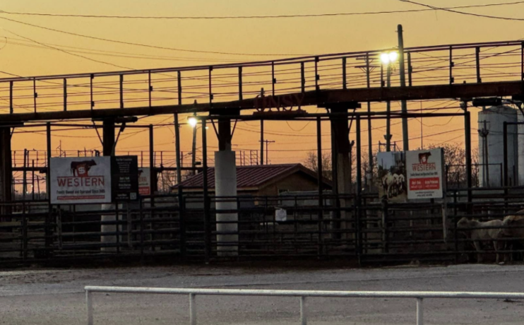 western livestock