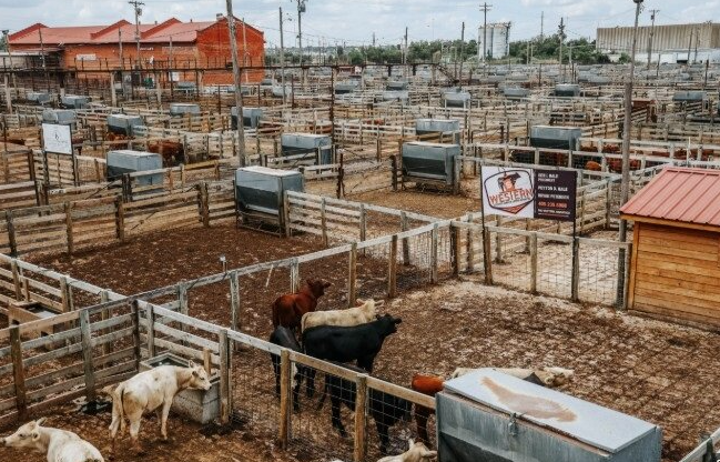 cattle at western livestock