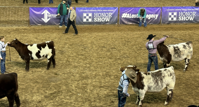 cattle in show ring
