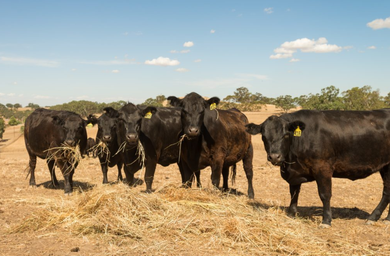 Beef Cows