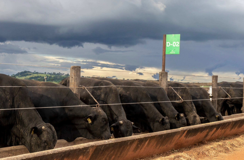 cattle on feed