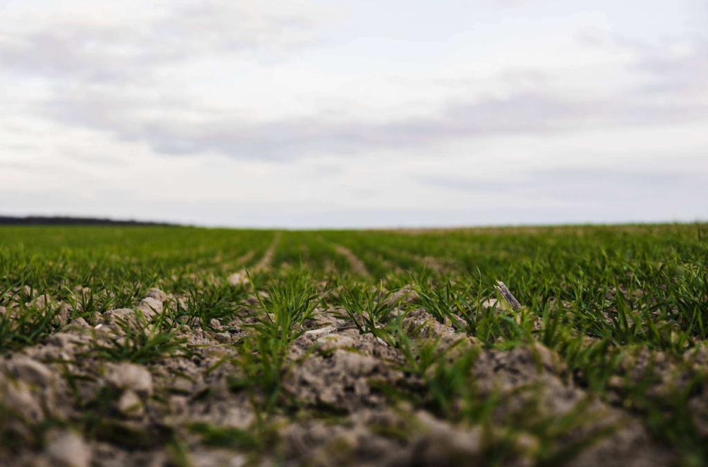 wheat growing