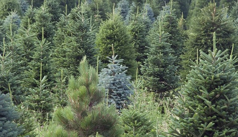 real christmas trees in field 