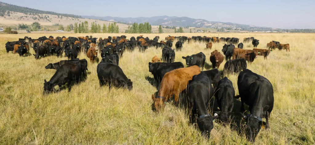 cattle grazing with halter data collars on
