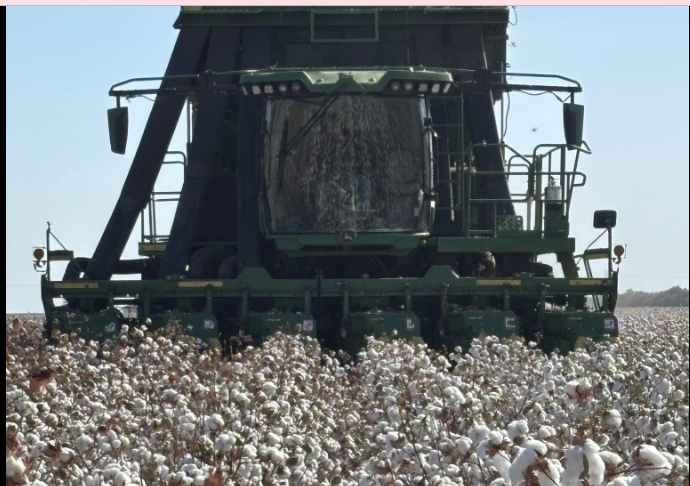 Cotton Harvest Altus Oklahoma 