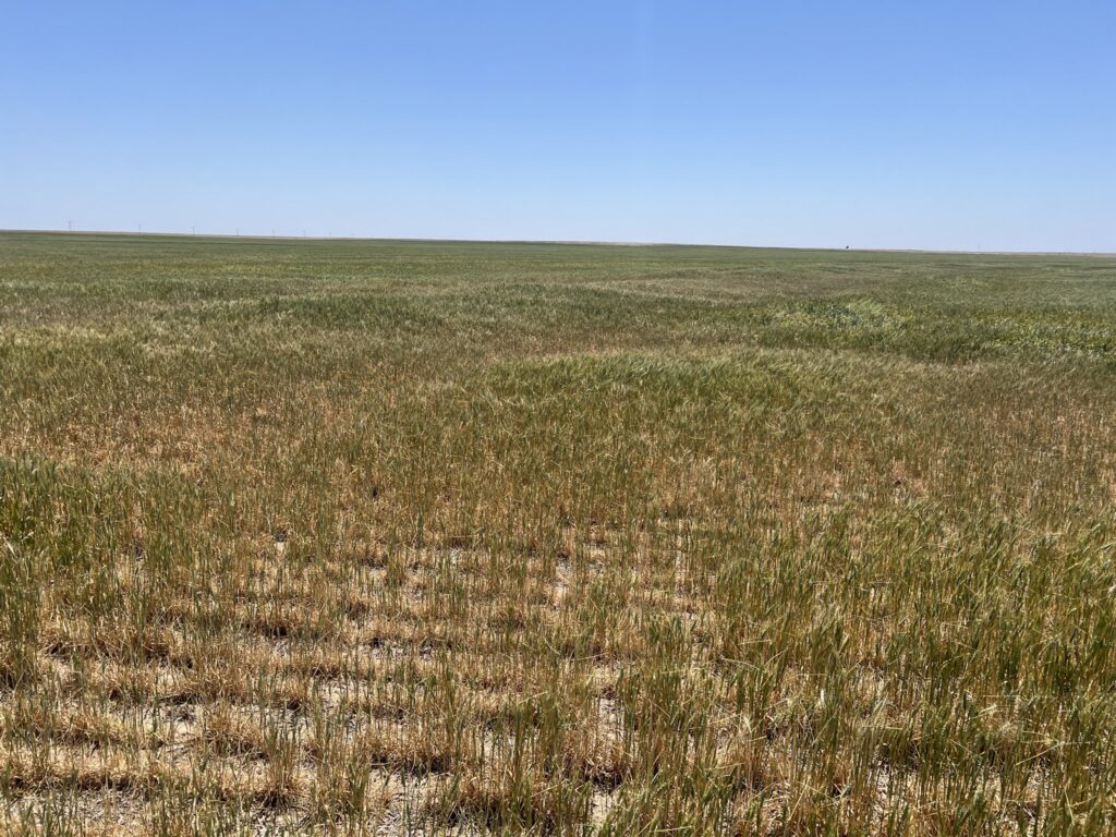 Kansas Wheat Crop Tour 2026- Poor Wheat in Meade County