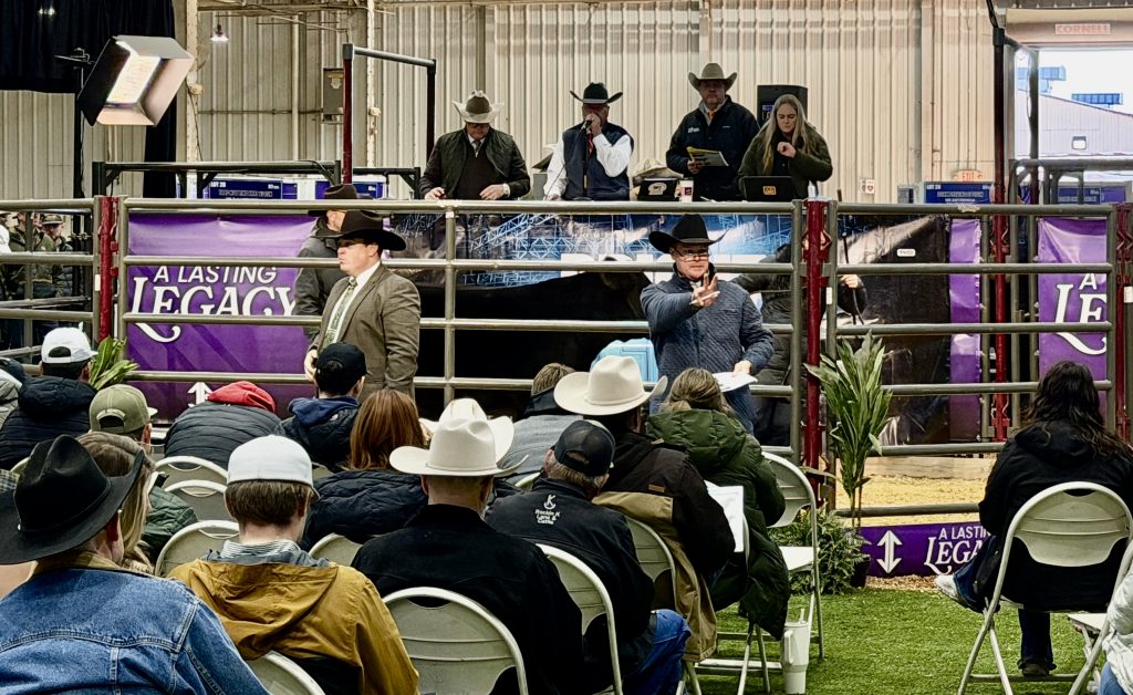 Brights Lights Maine Anjou Sale on Saturday, January 10, 2026 at Cattlemen's Congress