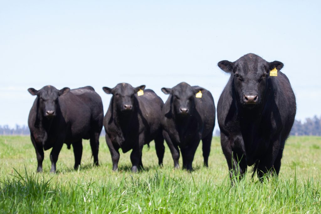 Beef Cattle in Pasture