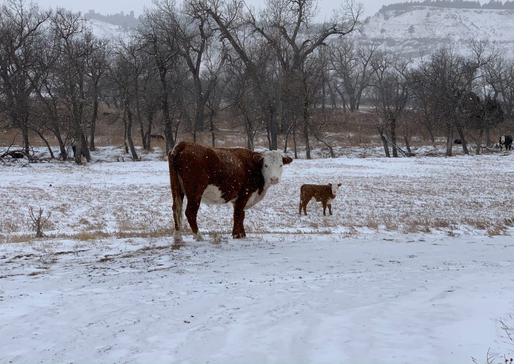 Cow in winter