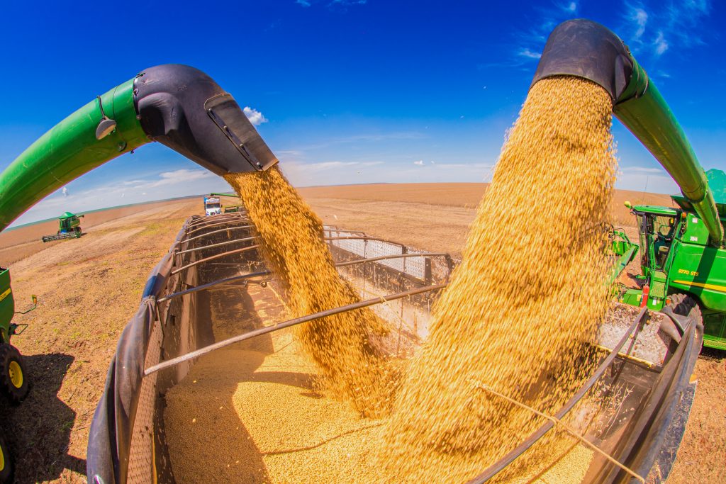 soybeans

