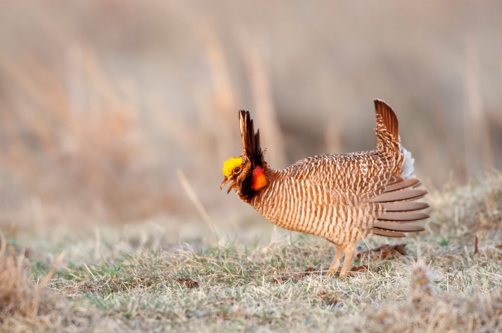 Lesser Prairie Chicken