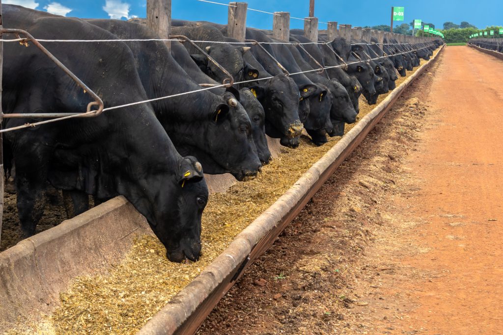 Feedlot Bunk